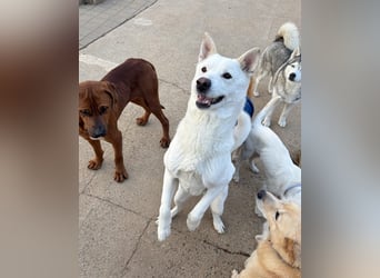 Sunhee, süsse Hündin ,liebt Menschen und Hunde