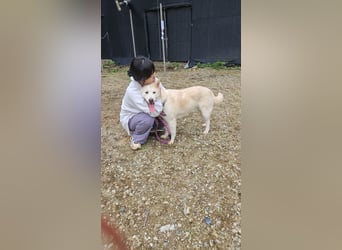 Namjoo, aktive Hündin die sich auf ihren Menschen freut