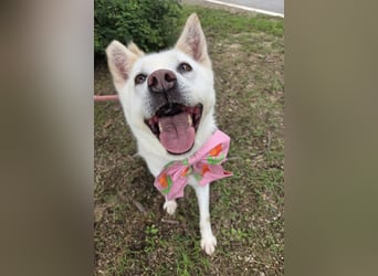 süsses Hundemädchen sucht Körbchen, 2020 geb, 23kg, 55 cm Schulterhöhe