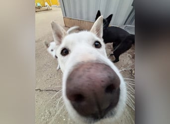 Sunhee, süsse Hündin ,liebt Menschen und Hunde