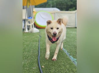 Howie, der Schatz auf vier Pfoten möchte Dein Begleiter werden