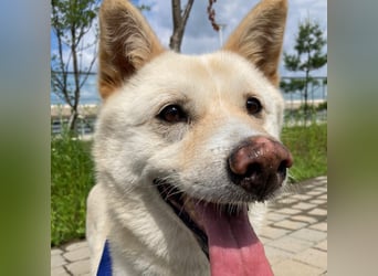 Cheese, lieber Rüde, letzter Versuch für ein zu Hause