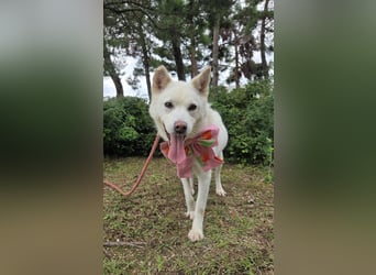 süsses Hundemädchen sucht Körbchen, 2020 geb, 23kg, 55 cm Schulterhöhe