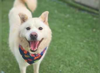 Howie, der Schatz auf vier Pfoten möchte Dein Begleiter werden