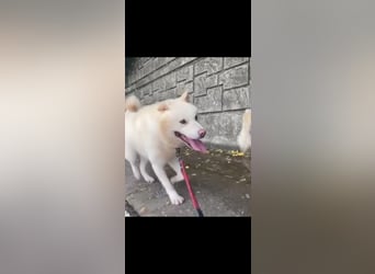 Jiwoo, bitte helft, warum sieht dich keiner, warum nur, er ist so lieb und freundlich
