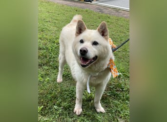Loki der Schatz auf vier Pfoten