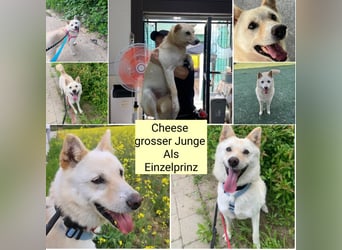 Cheese, lieber Rüde, letzter Versuch für ein zu Hause