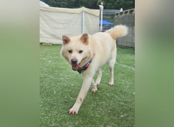 Howie, der Schatz auf vier Pfoten möchte Dein Begleiter werden