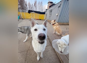 Sunhee, süsse Hündin ,liebt Menschen und Hunde