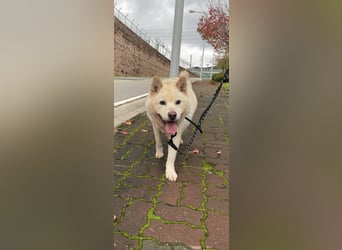Loki der Schatz auf vier Pfoten