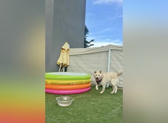 Howie, der Schatz auf vier Pfoten möchte Dein Begleiter werden