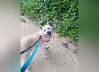 Cheese, lieber Rüde, letzter Versuch für ein zu Hause