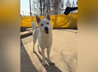 Sunhee, süsse Hündin ,liebt Menschen und Hunde