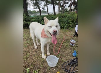 süsses Hundemädchen sucht Körbchen, 2020 geb, 23kg, 55 cm Schulterhöhe