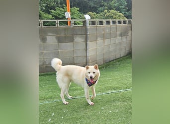 Howie, der Schatz auf vier Pfoten möchte Dein Begleiter werden