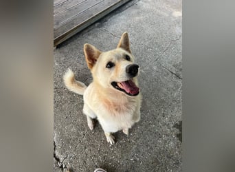 Cheese, lieber Rüde, letzter Versuch für ein zu Hause