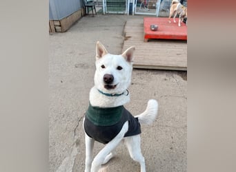 Sunhee, süsse Hündin ,liebt Menschen und Hunde