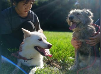 Howie, der Schatz auf vier Pfoten möchte Dein Begleiter werden