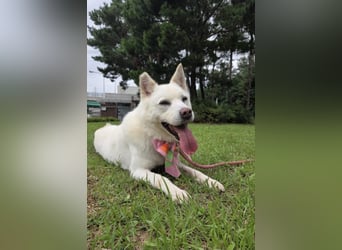 süsses Hundemädchen sucht Körbchen, 2020 geb, 23kg, 55 cm Schulterhöhe