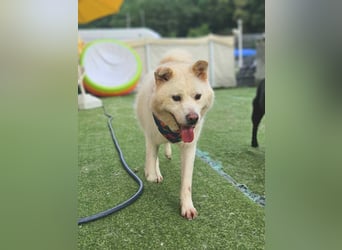 Howie, der Schatz auf vier Pfoten möchte Dein Begleiter werden