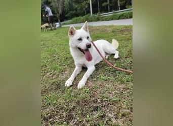 süsses Hundemädchen sucht Körbchen, 2020 geb, 23kg, 55 cm Schulterhöhe