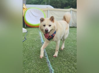 Howie, der Schatz auf vier Pfoten möchte Dein Begleiter werden