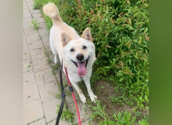 Cheese, lieber Rüde, letzter Versuch für ein zu Hause