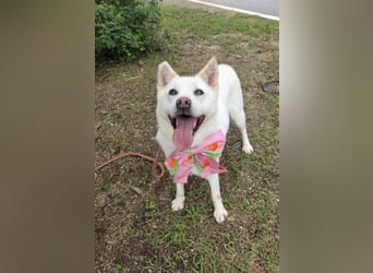 süsses Hundemädchen sucht Körbchen, 2020 geb, 23kg, 55 cm Schulterhöhe