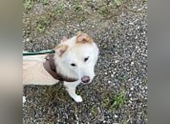 Lady, hat ein liebevolles zu Hause verdient