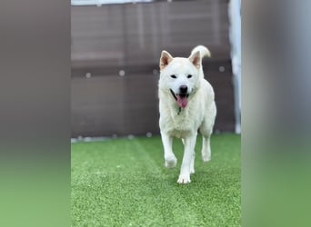 Wooje, liebt Ballspiele, am liebsten mit seinem Herrchen