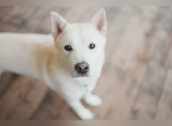 Wooje, liebt Ballspiele, am liebsten mit seinem Herrchen