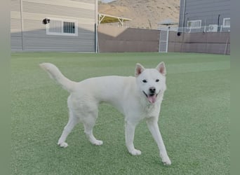 Wooje, liebt Ballspiele, am liebsten mit seinem Herrchen