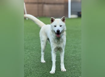 Wooje, liebt Ballspiele, am liebsten mit seinem Herrchen