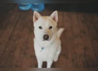 Wooje, liebt Ballspiele, am liebsten mit seinem Herrchen