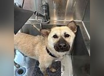 Juki, lebenfrohe Hündin sucht aktive Menschen