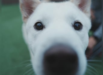 Wooje, liebt Ballspiele, am liebsten mit seinem Herrchen