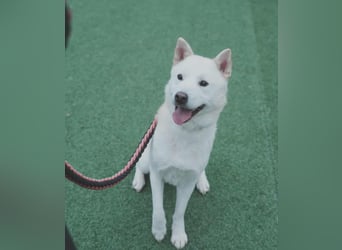 Wooje, liebt Ballspiele, am liebsten mit seinem Herrchen