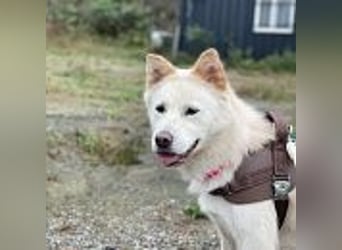 Lady, hat ein liebevolles zu Hause verdient