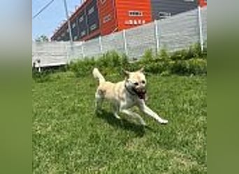 Juki, lebenfrohe Hündin sucht aktive Menschen