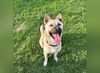 Juki, lebenfrohe Hündin sucht aktive Menschen