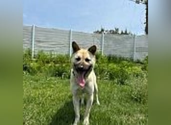 Juki, lebenfrohe Hündin sucht aktive Menschen