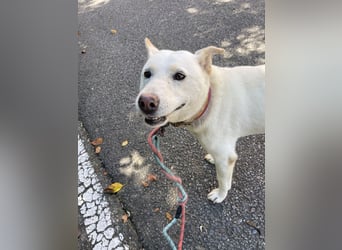 suche Pflegestelle für Namjoo, Jindo-Mix  Mädchen ,treue Seele zum verlieben