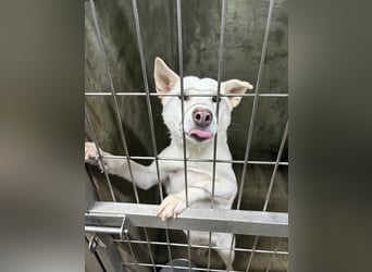 suche Pflegestelle für Namjoo, Jindo-Mix  Mädchen ,treue Seele zum verlieben