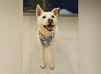 suche Pflegestelle für Namjoo, Jindo-Mix  Mädchen ,treue Seele zum verlieben