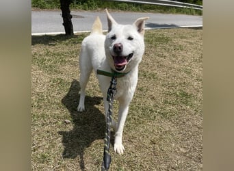 suche Pflegestelle für Namjoo, Jindo-Mix  Mädchen ,treue Seele zum verlieben