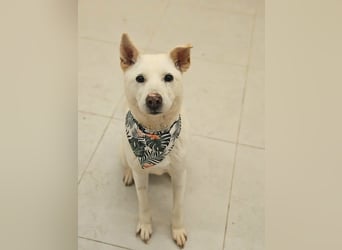 suche Pflegestelle für Namjoo, Jindo-Mix  Mädchen ,treue Seele zum verlieben
