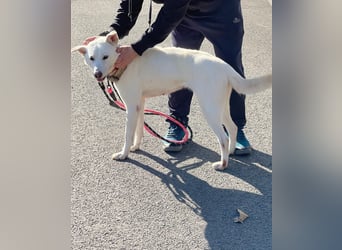 suche Pflegestelle für Namjoo, Jindo-Mix  Mädchen ,treue Seele zum verlieben