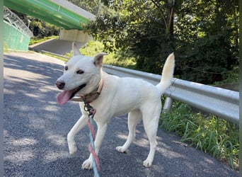suche Pflegestelle für Namjoo, Jindo-Mix  Mädchen ,treue Seele zum verlieben