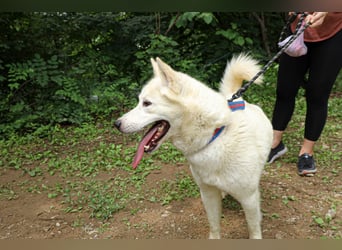 suche Pflegestelle für Namjoo, Jindo-Mix  Mädchen ,treue Seele zum verlieben