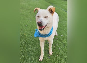 Leo, gerade aus dem Welpenalter raus sucht Dich